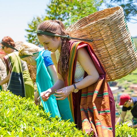 Woman picking tea leaves in tea plantation