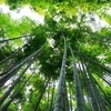 Tablett Bambus