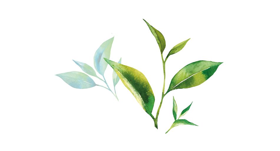 Aquarell-Illustration von frischen grünen Teeblättern auf weißem Hintergrund.