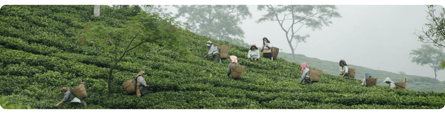 Teepflückerinnen mit Körben arbeiten auf einer grünen, hügeligen Teeplantage.