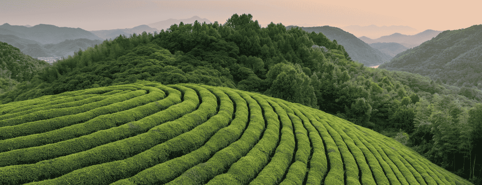 Grüner Teegarten in geschwungenen Terrassen in einer hügeligen, bewaldeten Landschaft bei warmem Abendlicht.
