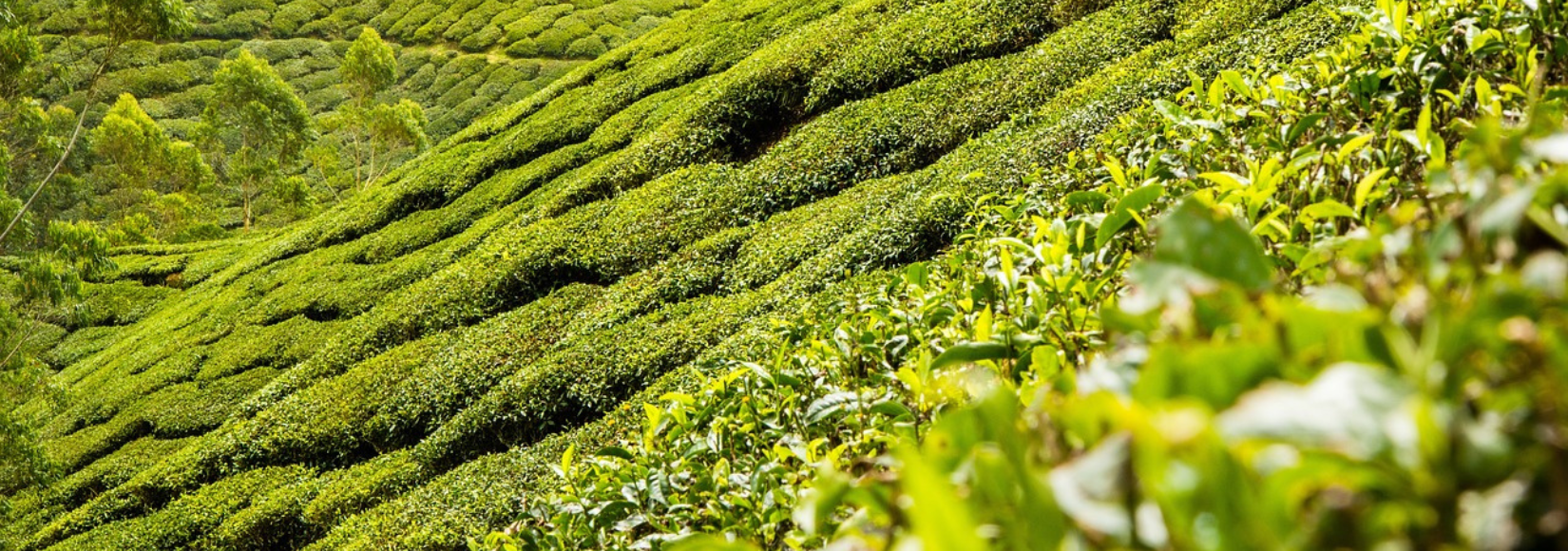 Üppige grüne Teefelder an einem Hang in tropischer Landschaft – typischer Anblick in traditionellen Anbaugebieten wie Assam, Darjeeling oder Ceylon