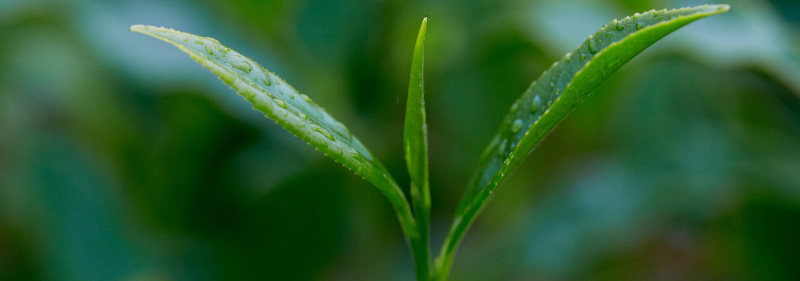 Frische Teeknospe mit zwei jungen Blättern – typische Pflückqualität 'two leaves and a bud' für hochwertigen orthodoxen Tee