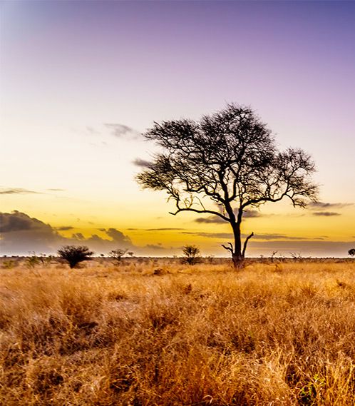 Afrikanische Landschaft bei Sonnenuntergang