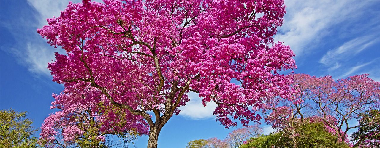 bunt blühender Baum mit blauem Himmel und Wolken