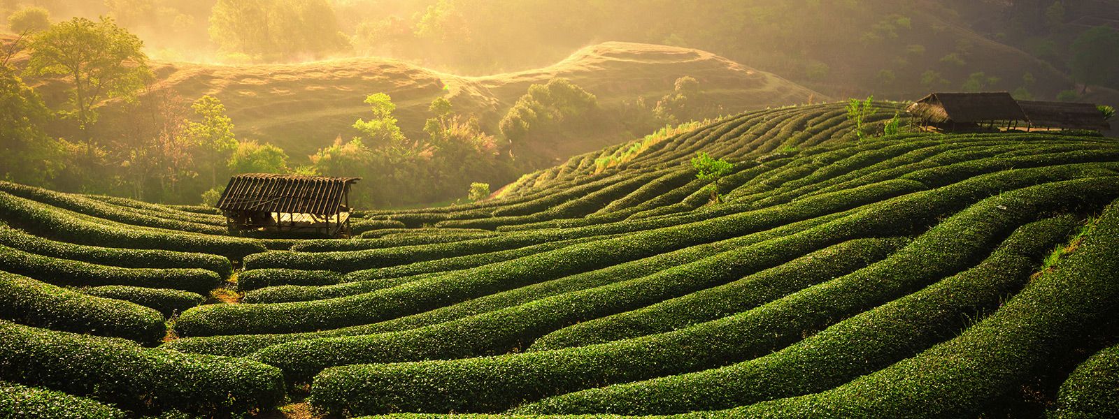 Teeplantagen bei Sonne und Nebel