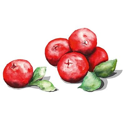 Cranberry Illustration