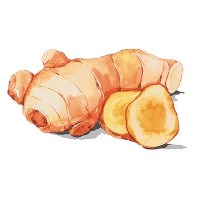 Ingwer Illustration