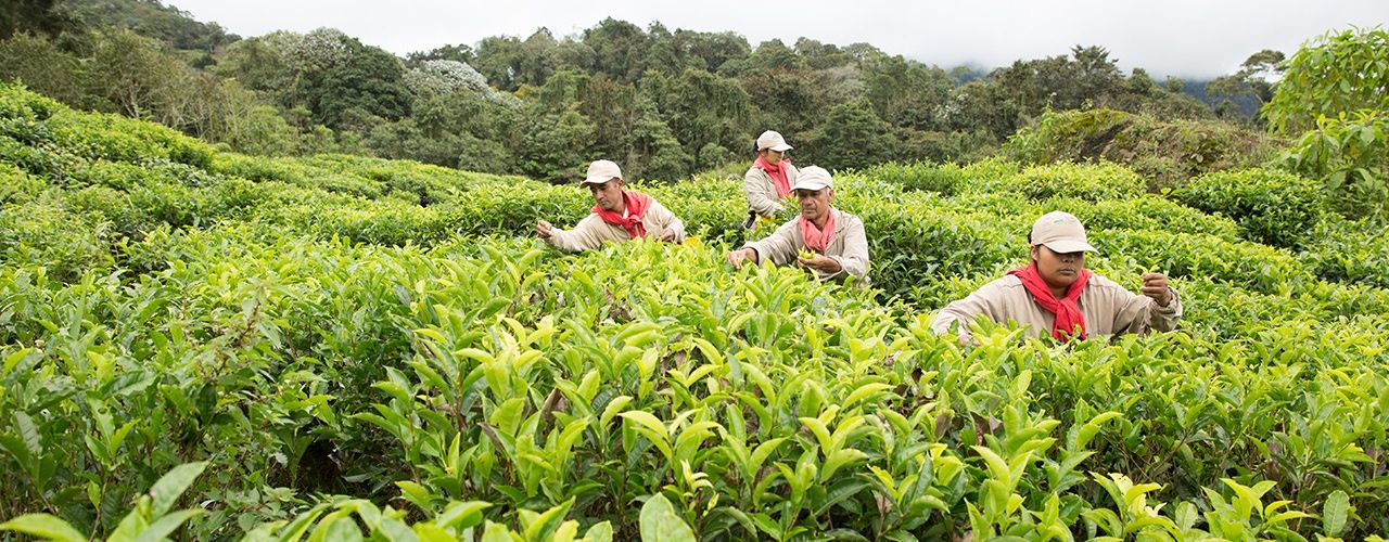 Pflückende Arbeiter in einem Teegarten