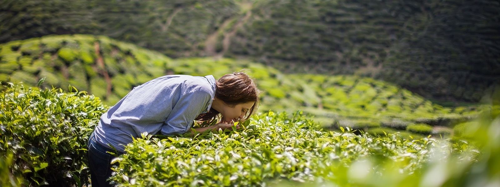Frau riecht an den Pflanzen einer Teeplantage
