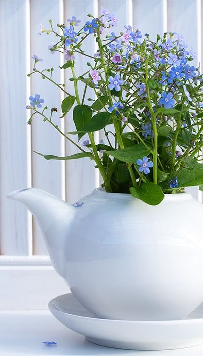 Vergissmeinnicht-Blumen in weißer Porzellankanne