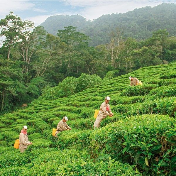 Arbeiter pflücken Tee im Teegarten