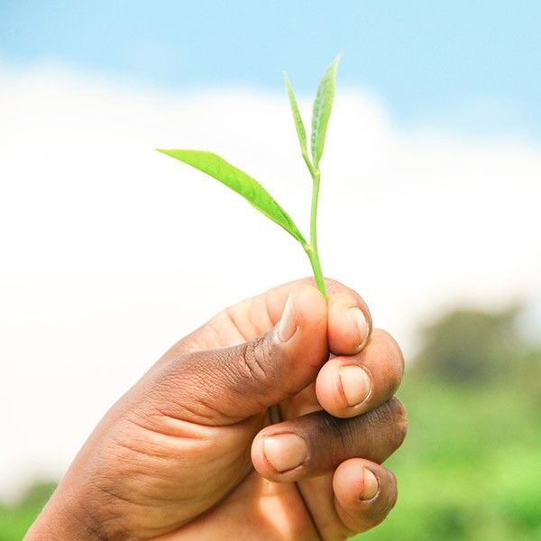 Hand hält Knospe mit zwei Blättern einer Teepflanze hoch