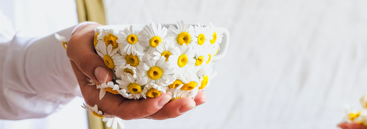 Hand hält eine mit weißen Gänseblümchen verzierte Teetasse