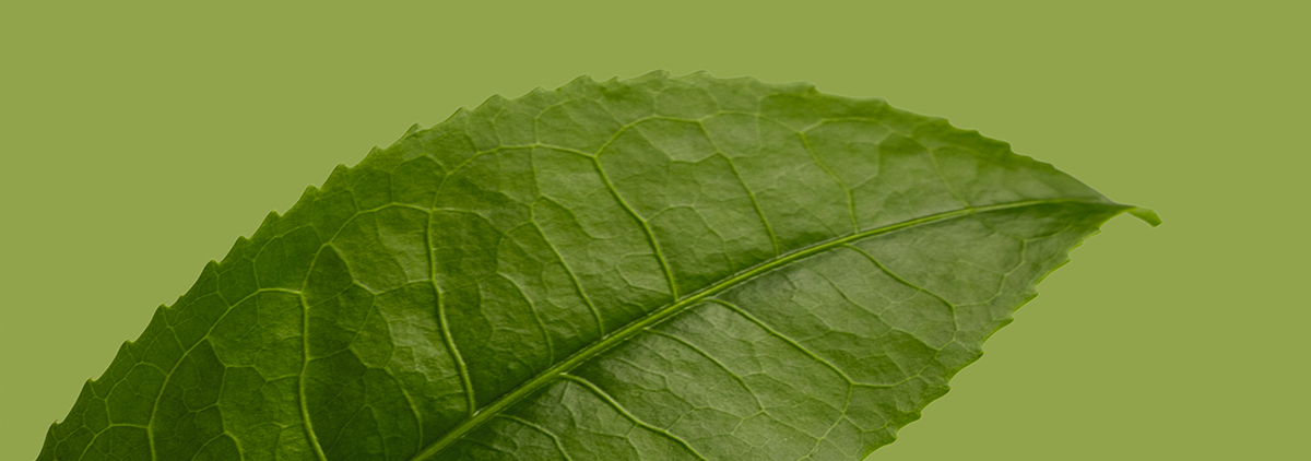 Teeblatt auf grünem Hintergrund