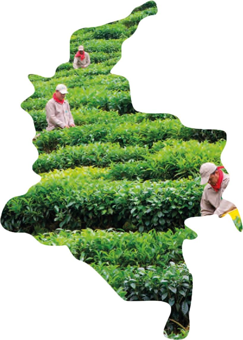 Bild von Arbeitern in einem Teegarten in Form des Landes Kolumbien