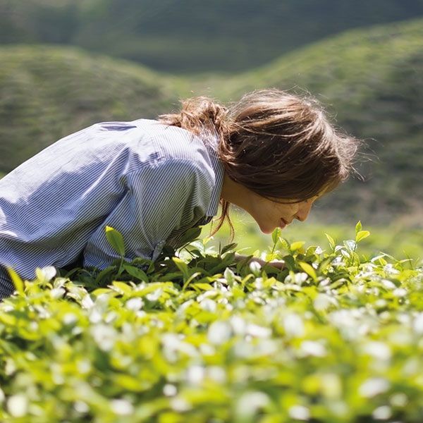 Woman smells tea plant