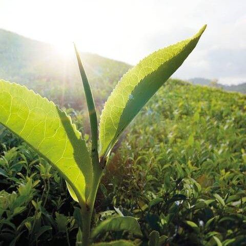 Tea plantation Ronnefeldt sustainability
