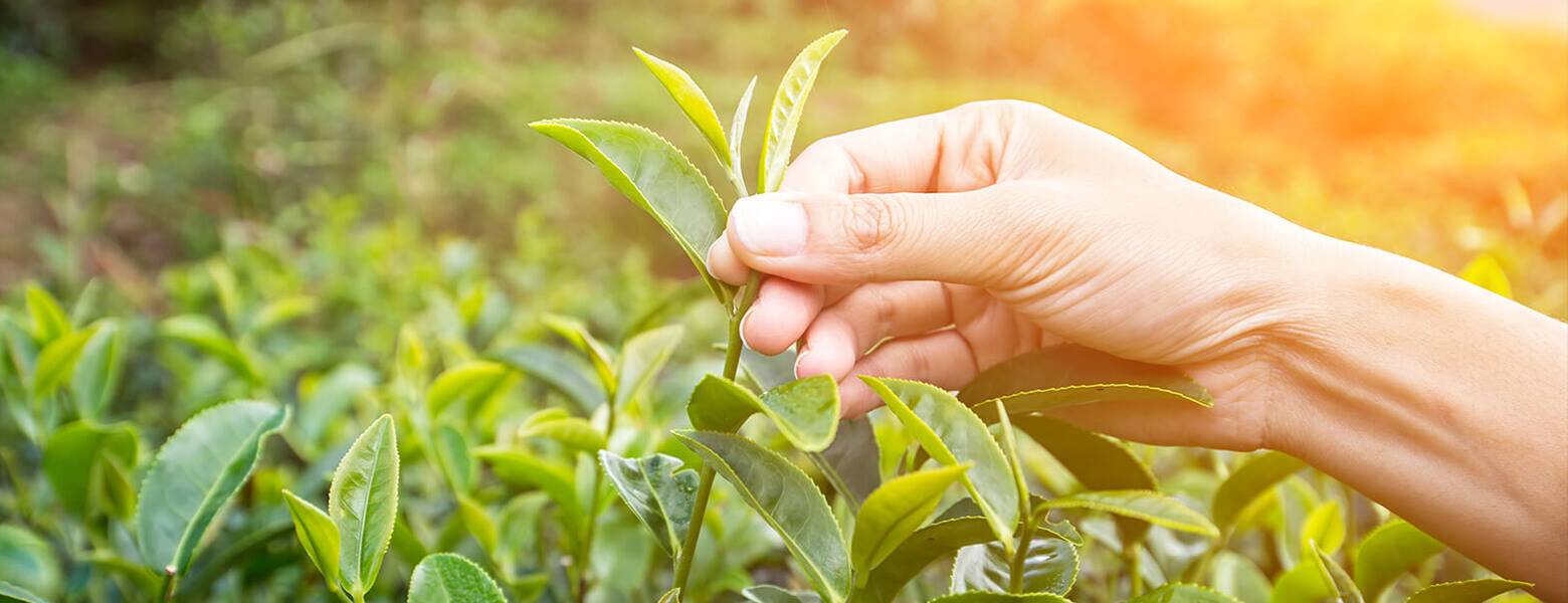 Hand hält Teepflanze